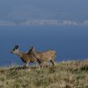 Point Reyes 25